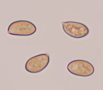 Spores of Inocybe geophylla