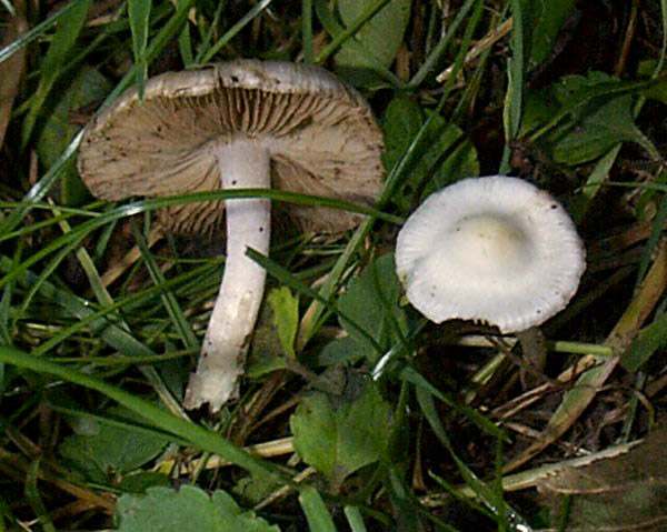 Inocybe geophylla - White Fibrecap, Pembrokeshire, Wales