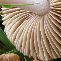 Gills of Inocybe geophylla var lilacina