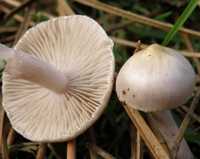 Cap and gills of Inocybe geophylla