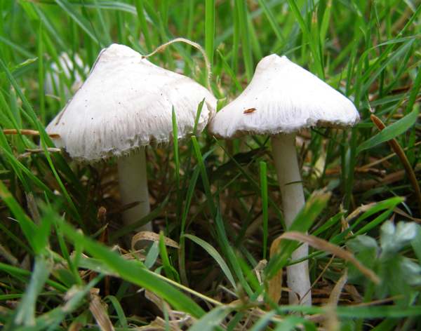 Inocybe geophylla - strongly umbonate young caps