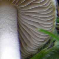 Gills and stem of Inocybe geophylla