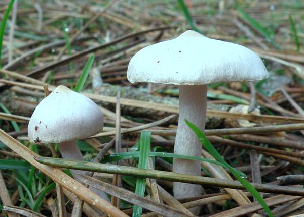 Inocybe geophylla - White Fibrecap, Lampeter, Wales UK