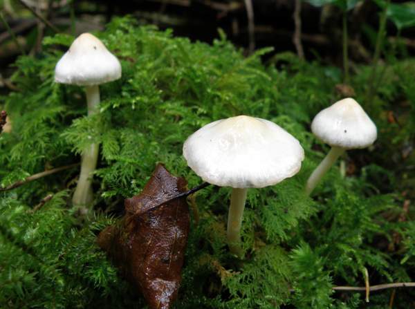 Inocybe geophylla in mossy woodland