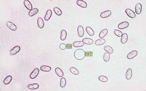 Spores of Inocybe rimosa