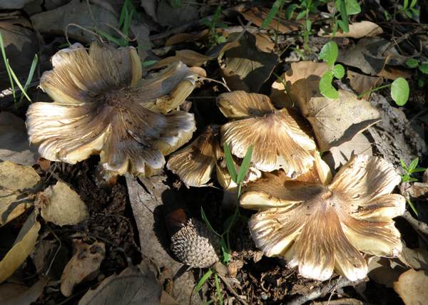 Inocybe rimosa - Torn Fibrecap