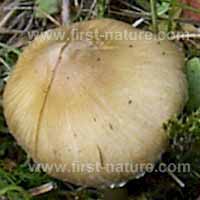 Cap of Inocybe rimosa, Torn Fibrecap