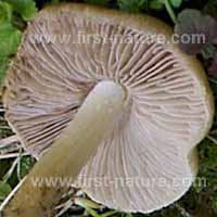 Gills of Inocybe rimosa, Torn Fibrecap