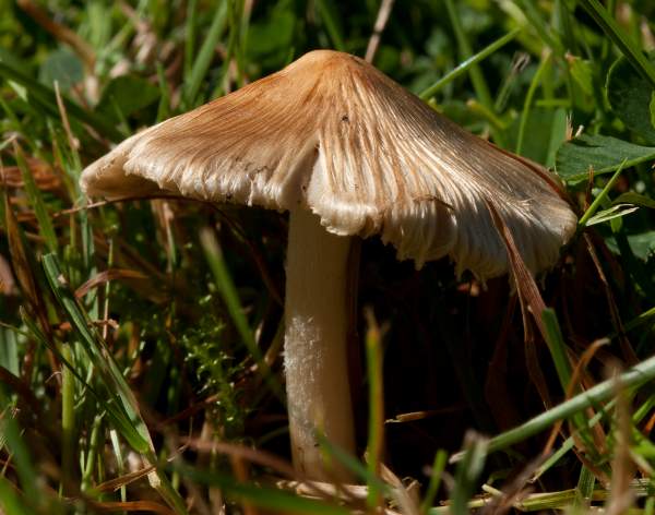 Inocybe rimosa, Torn Fibrecap, Hampshire UK
