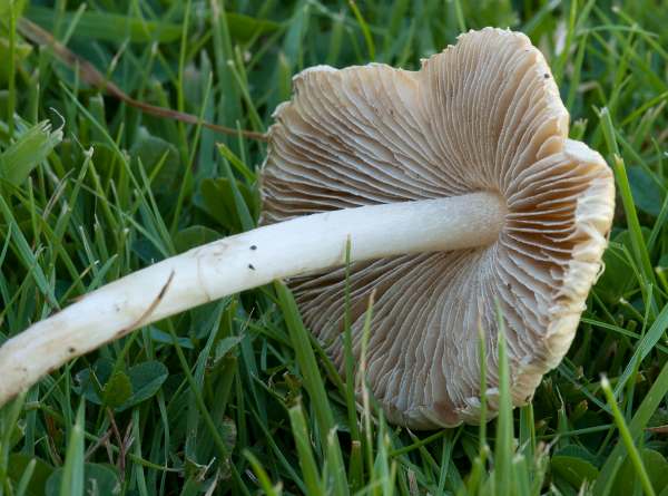 Inocybe rimosa, Torn Fibrecap, southern England