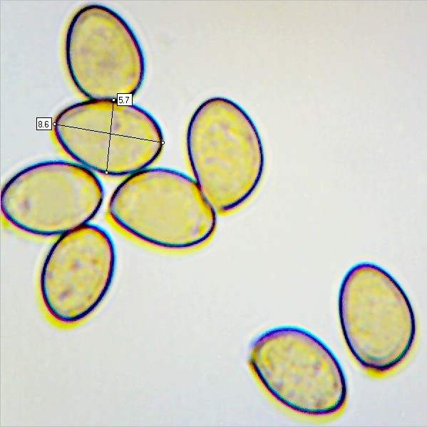 Spores of Inocybe sindonia
