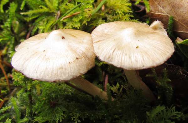 Inocybe sindonia