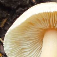 Gills of Inocybe sindonia