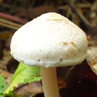 Inocybe sindonia, young cap