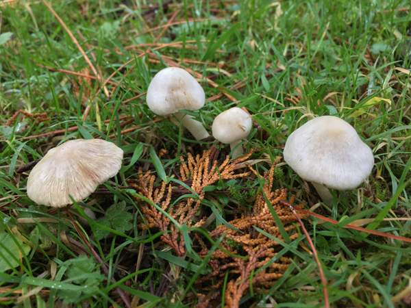 Inocybe sindonia, Beige Fibrecap