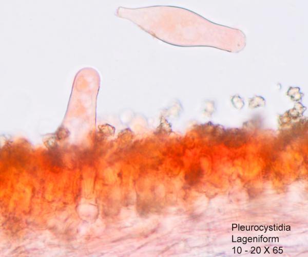 Pleurocystidia of Inocybe stellatospora