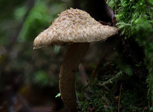 Inocybe stellatospora