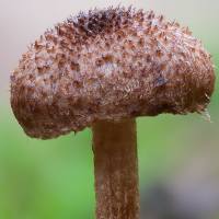 Cap of Inocybe stellatospora