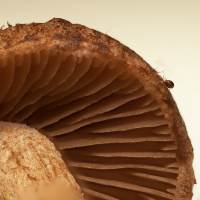 Gills of Inocybe stellatospora