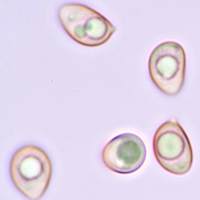 Spores of <em>Tubaria conspersa</em>