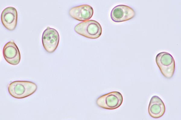 Spores of Tubaria conspersa