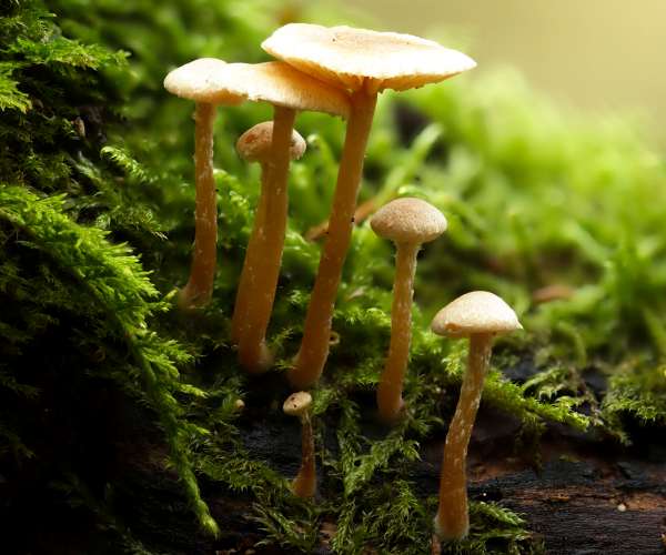 Tubaria conspersa, Felted Twiglet