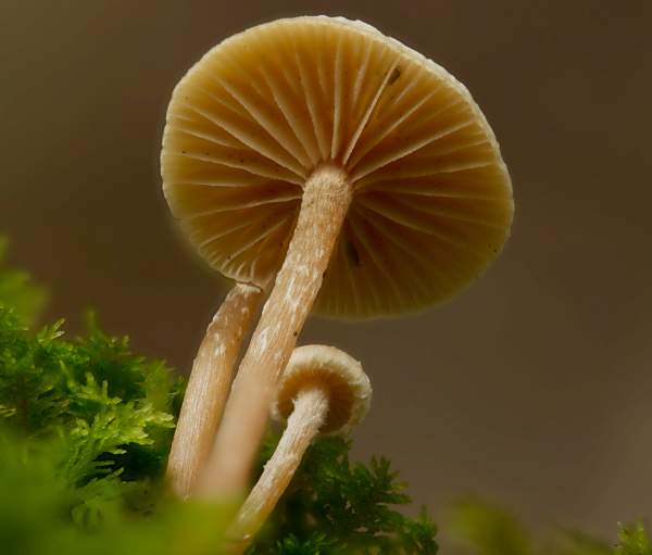 Tubaria conspersa, underside view