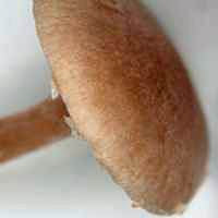 Cap of Tubaria conspersa