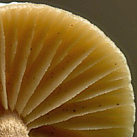 Gills of Tubaria conspersa