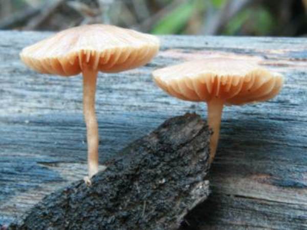 Tubaria conspersa, Portugal