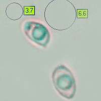 Spores of Tubaria dispersa, Hawthorn Twiglet