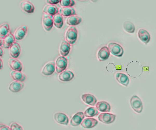 Spores of Tubaria dispersa