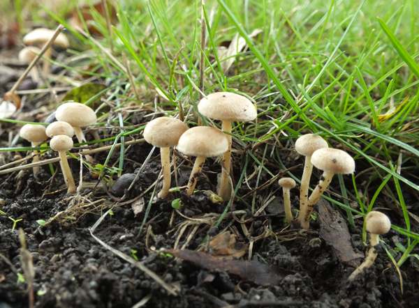 Hawthorn Twiglet Tubaria dispersa