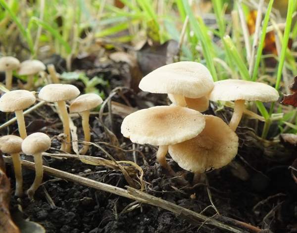 Tubaria dispersa, Cambridgeshire UK