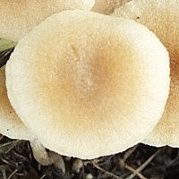 Cap of Tubaria dispersa