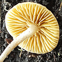Gills of Tubaria dispersa