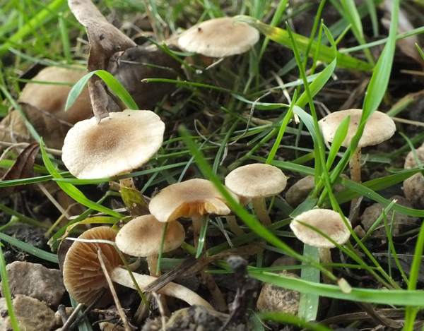 Tubaria dispersa, Cambridgeshire UK