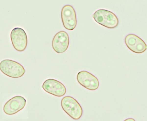 Spores of Tubaria furfuracea
