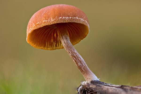 Tubaria furfuracea, Scurfy Twiglet