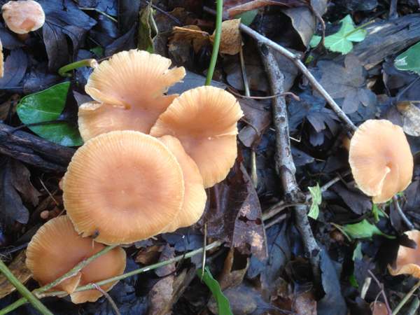 Tubaria furfuracea in a woodland habitat