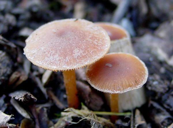 Tubaria furfuracea, Pembrokeshire, Wales UK