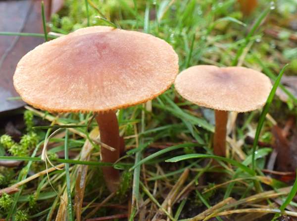 Tubaria furfuracea, New Forest, Hampshire UK