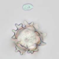 Basidiospore and chlamydospore of Asterophora lycoperdoides