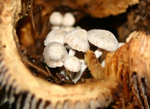 Asterophora parasitica on a decaying brittlegill