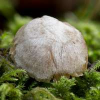 Cap of Asterophora parasitica