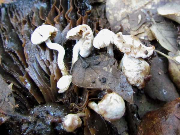 Asterophora parasitica, Portugal