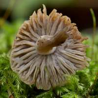 Gills and stem of Asterophora parasitica