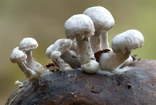 Asterophora parasitica - Silky Piggyback, southern England