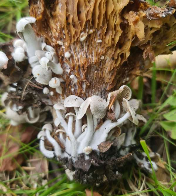 Asterophora parasitica - Silky Piggyback, Scotland