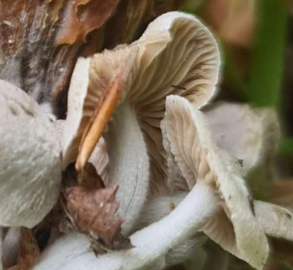 Asterophora parasitica, in gills closeup, Scotland